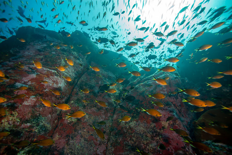 "Mar Brasil", série sobre os impactos do aquecimento global nos oceanos, estreia na TV Cultura