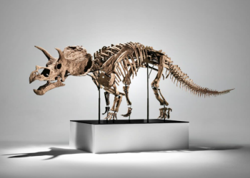 Phillips vai vender raro Triceratops juvenil por até US$ 3,5 milhões